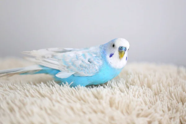 Kék Papagáj Ágyon — Stock Fotó