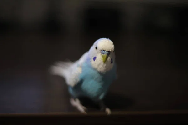 Papagaio Índia Sentado Mesa — Fotografia de Stock
