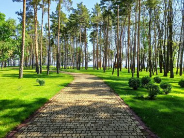 Yazın Sukholuchcha Park 'taki patika.