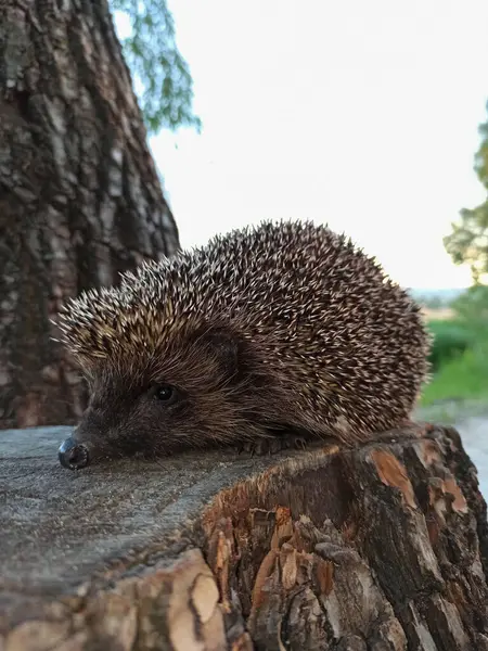Funny Hedgehog Sits Stump — Stock Photo, Image
