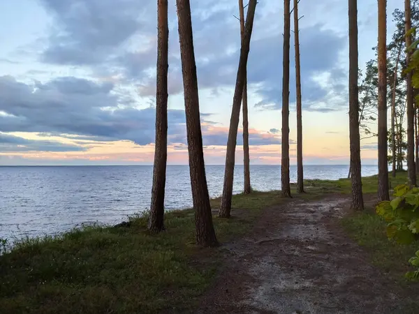 A path in a coniferous forest near the sea at sunset