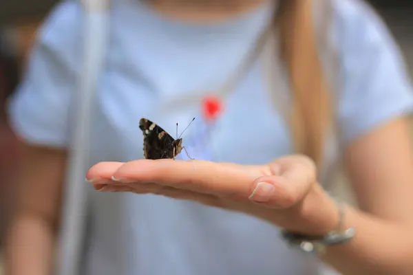 Метелик Сидить Руці Жінки Ліцензійні Стокові Зображення