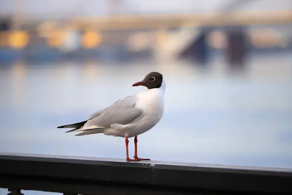 One Seagull Stands Railing Fotos De Bancos De Imagens