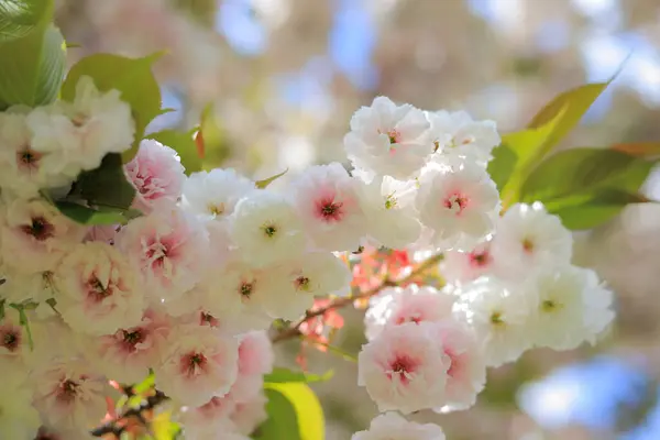 木の枝に白い春の花 ストック写真