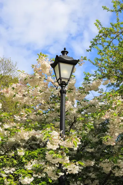 Street Lamppost Flowering Trees 스톡 이미지