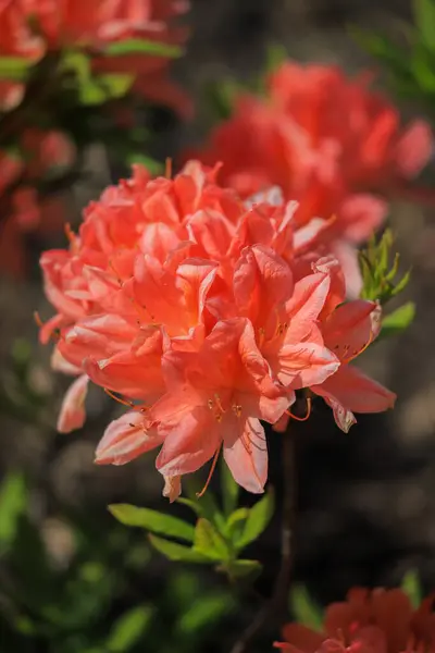 Pink Rhododendron Flower Close Bush 스톡 사진