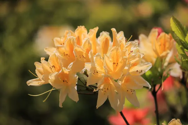 Yellow Rhododendron Flower Close Bush 스톡 사진