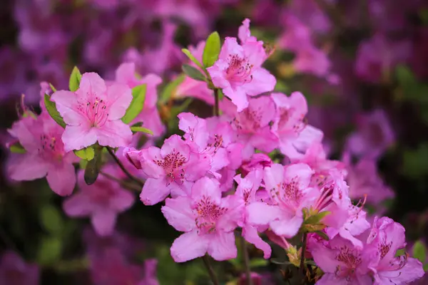 Pink Azalea Flowers Tree Branch 스톡 사진