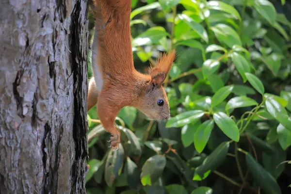 Eichhörnchen Auf Einem Baum Sommer Stockbild