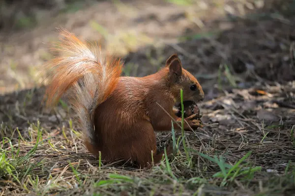 다람쥐는 공원에서 견과를 먹는다 스톡 사진