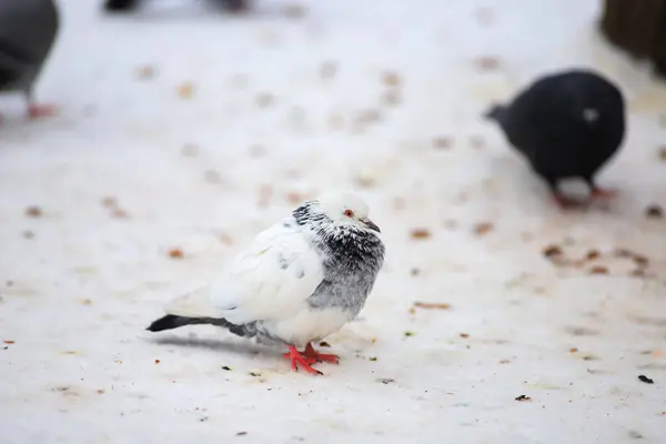 One White Pigeon Sits Snow 스톡 이미지