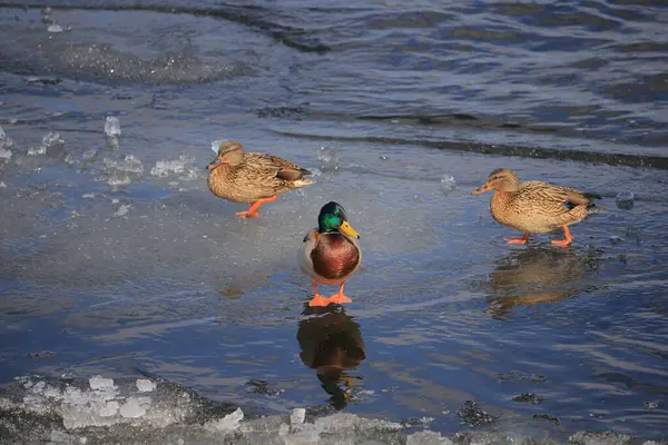 野鸭站在河边的冰上 免版税图库照片