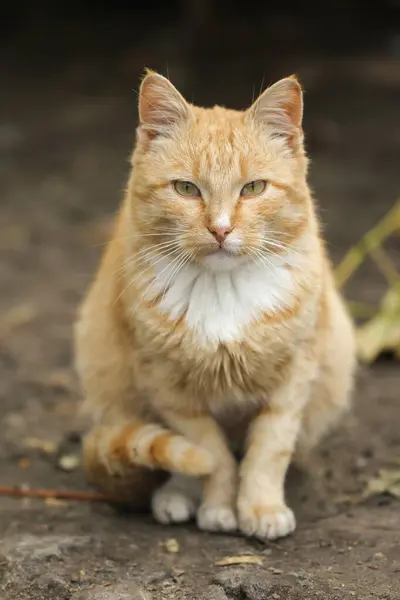 Red Yard Cat Sitting Looking — Stock Photo, Image