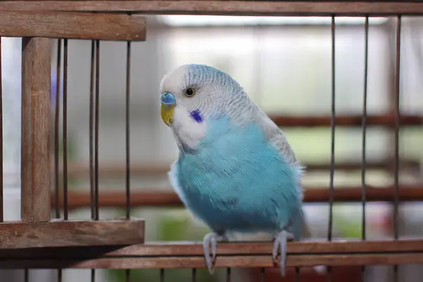 Beautiful Blue Budgie Parrot Sitting Cage Stock Photo
