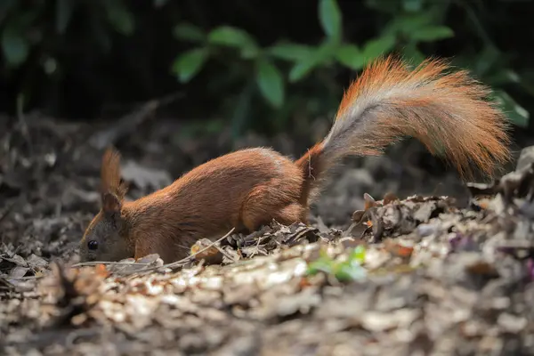 Lustiges Eichhörnchen Auf Dem Boden Park Stockbild
