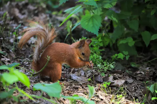 Lustiges Eichhörnchen Auf Dem Boden Park lizenzfreie Stockbilder