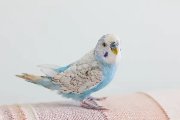 美丽的蓝芽鹦鹉坐在家里的沙发上 图库图片
