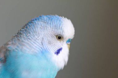 Mavi papağan portresi. Yakın plan. 