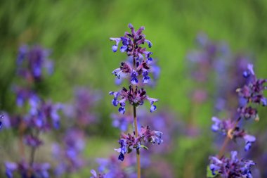 Tarlada leylak çiçekleri