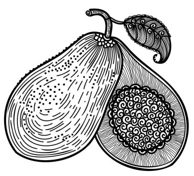 Avocado vector hand drawn illustration. Avocado fruit with abstract decoration isolated on white background for print or coloring book.