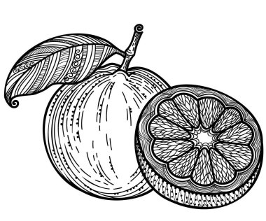 Citrus fruit black graphic vector illustration. Black white lineart decor fruit with leaves isolated on white background for print or coloring book.