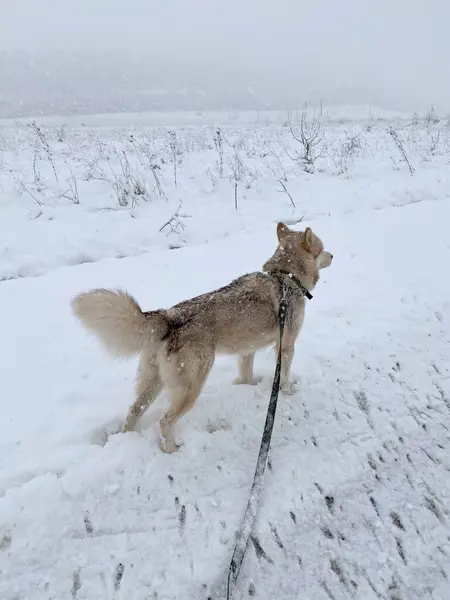 Malamute dog walking on the snow in winter