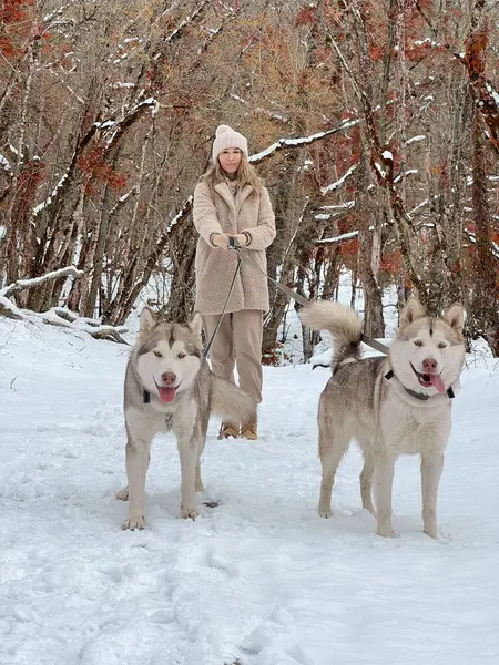 Propietario Con Dos Perros Malamute Caminando Sobre Nieve Bosque Invierno —  Fotos de Stock