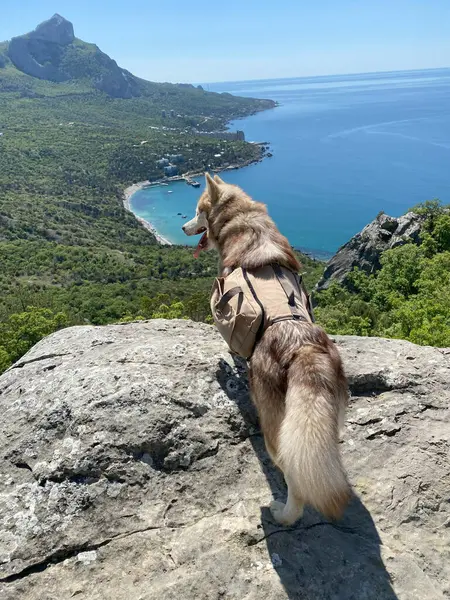 Malamute Dog Wearing Backpack Standing Rock Looking Landscape Top Mountain — Stock Photo, Image