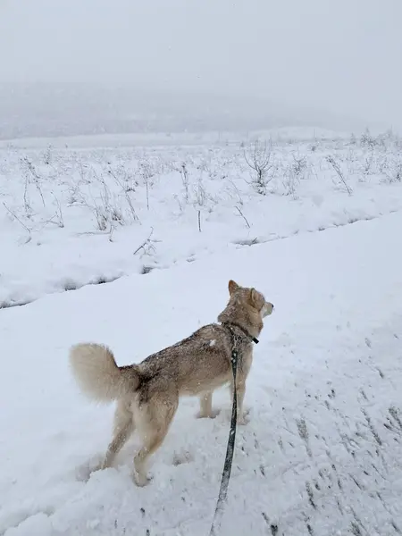 冬天在雪地上散步的马兰杜狗 免版税图库照片