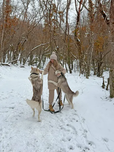 Ägare Med Två Malamute Hundar Går Snön Vinterskogen Stockbild