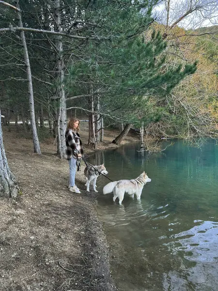 在湖畔的秋天的森林里 主人带着两只恶狗在散步 免版税图库照片