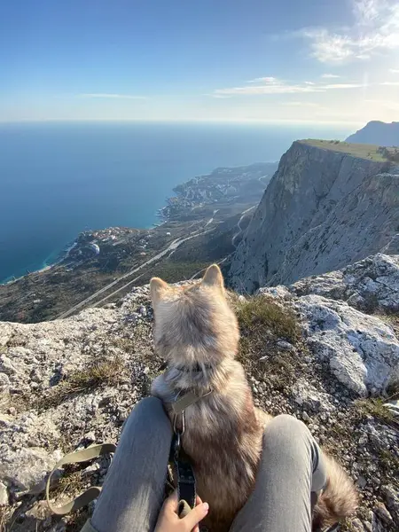 与主人在岩石上休息和从山顶看风景的Malamute狗 图库图片