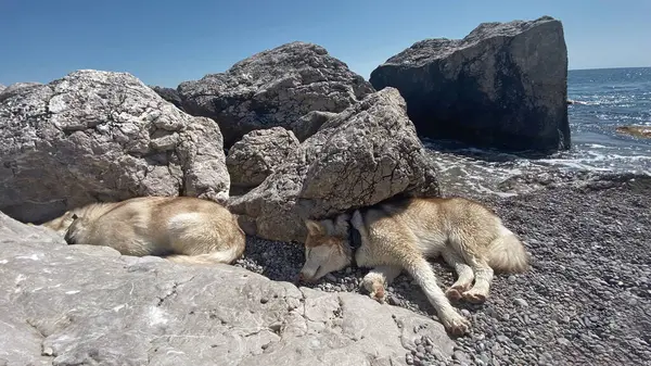 Två Malamute Hundar Koppla Solen Stranden Efter Att Badat Havet Royaltyfria Stockfoton