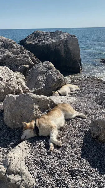 Dos Perros Malamute Relajándose Bajo Sol Playa Después Nadar Mar Imagen De Stock