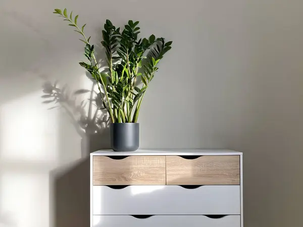 Zamioculcas Plant Ceramic Pot Modern Nordic Style Dresser Front Blank — Stock Photo, Image