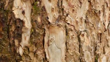 Ağaç kabuğu yakın..