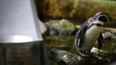 Penguen Chiang Mai Tayland Hayvanat Bahçesi.