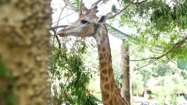 Girafa Zoológico Chiang Mai Tailândia — Vídeo de Stock