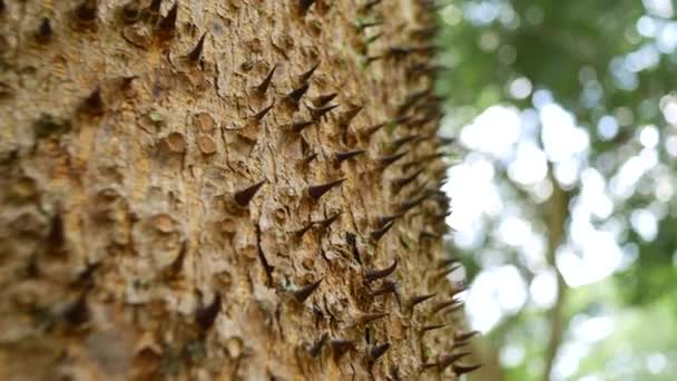 Pohon Tropis Dengan Kulit Berduri — Stok Video