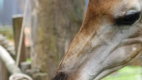 在动物园里喂长颈鹿 — 图库视频影像