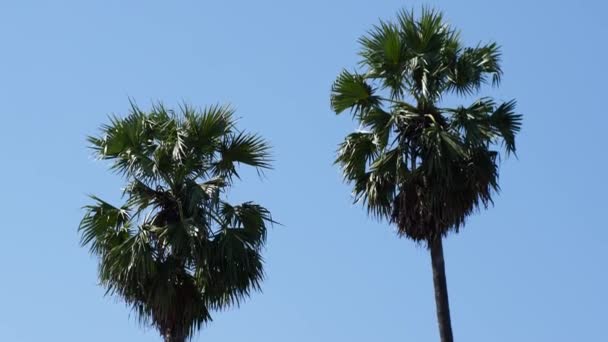 Zwei Tropische Palmen Gegen Den Himmel — Stockvideo