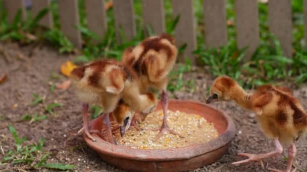 小鸡吃碗里的东西 — 图库视频影像