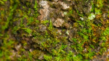 Yosun ve lichens antik bir taşın üzerinde.