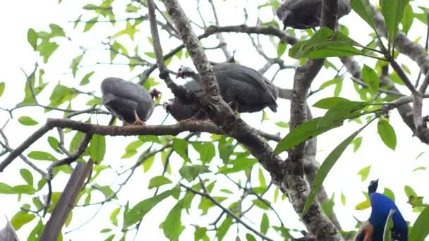 一群野鸡在一棵树上 — 图库视频影像