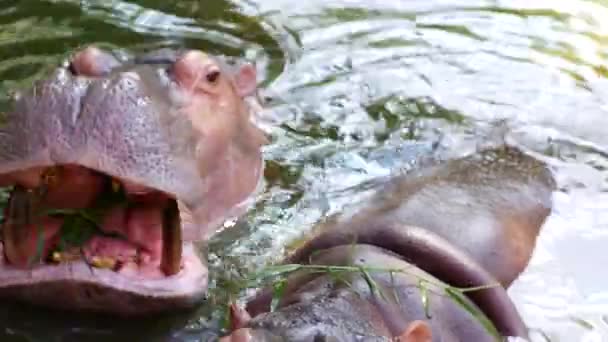 Les Hippopotames Adultes Mangent Dans Eau — Video