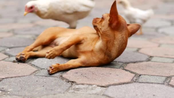 Κόκκινο Σκυλάκι Που Αναπαύεται Στο Δρόμο — Αρχείο Βίντεο