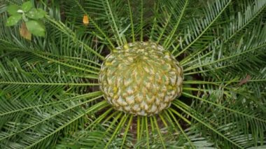 Tayland 'da büyük bir çiçek bitkisi.