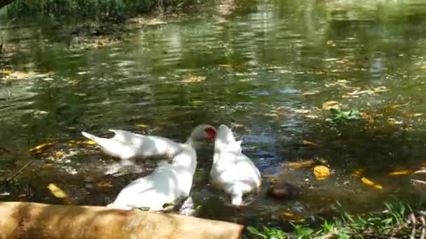 Keyina Moschata鸭子在池塘里游泳 — 图库视频影像