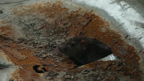 Egy Patkány Városban Kimászik Egy Lyukból Ételt Vesz — Stock videók