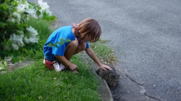 Parkta Sokak Kedisini Okşayan Bir Kız — Stok video